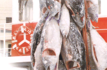 冷凍マグロの水揚げ